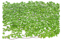 Leaves-texture.png