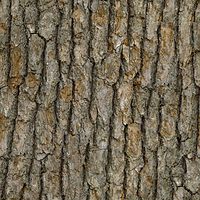 Bark-texture.jpg